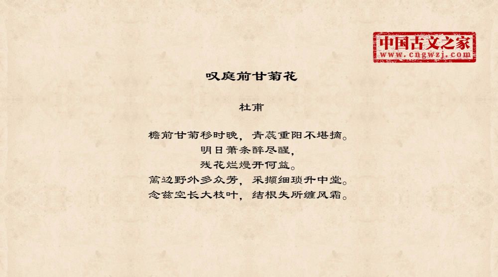 叹庭前甘菊花