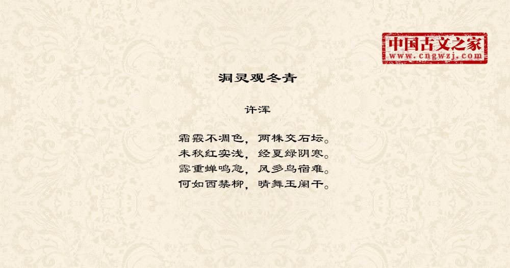 洞灵观冬青