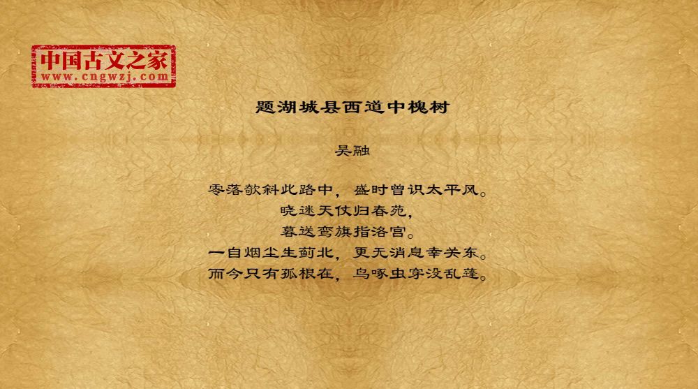 题湖城县西道中槐树