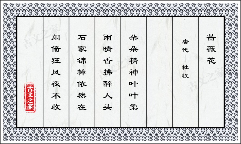 蔷薇花